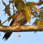 Flicker.jpg