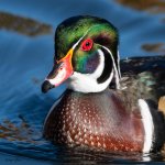WoodDuckHead-15.jpg
