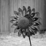 DSC_5208.jpg