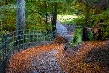 Autumn Fence.jpg