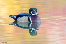 WoodDuckPond-15.jpg