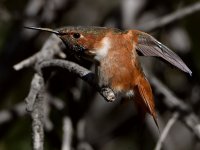Hummer27.jpg