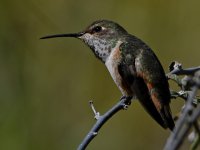 Hummer29.jpg
