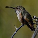 Hummer32.jpg