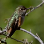 Hummer34.jpg