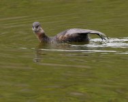 Grebe3.jpg