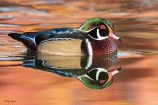 WoodDuckPond-16.jpg