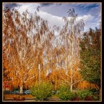 710_6224-Edit.jpg