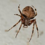 Spider.jpg