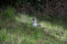 Squirrel.jpg