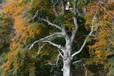 Tree.jpg