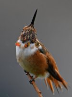 Hummer2.jpg