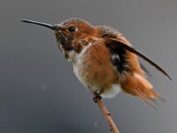 Hummer12.jpg
