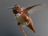 Hummer18.jpg