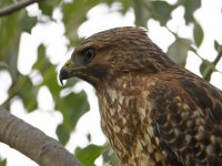 Hawk3.jpg