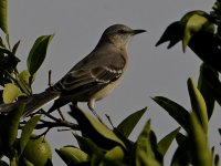 Mockingbird.jpg