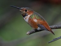 Hummer24.jpg