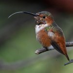 Hummer28.jpg
