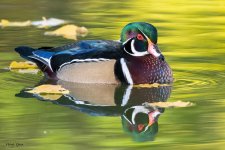 WoodDuckAutumn-20.jpg