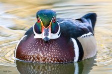 WoodDuck-20.jpg