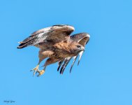 RedtailFlight-20.jpg