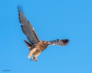 RedtailFlight-21.jpg