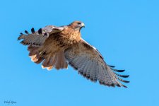 RedtailFlight-23.jpg