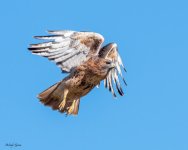 RedtailFlight-22.jpg