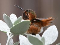 Hummer12.jpg