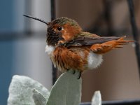 Hummer16.jpg