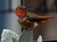 Hummer19.jpg