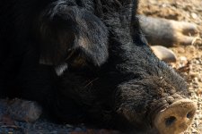 Hog.jpg