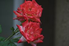 2021-10-25 12.24.41-sharpen-s.jpg