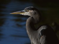 BlueHeron2.jpg