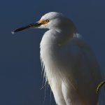 Egret2.jpg