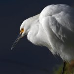 Egret5.jpg