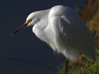 Egret6.jpg