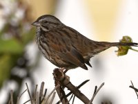Sparrow6.jpg