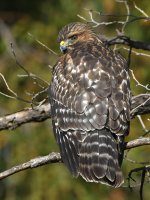 Hawk.jpg