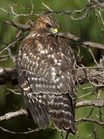 Hawk4.jpg