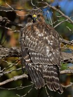 Hawk5.jpg