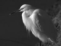 EgretBW.jpg