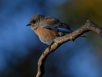 Bluebird.jpg