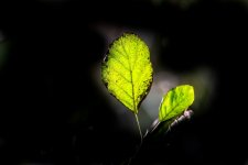 Leaf1.jpg