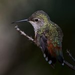 Hummer3.jpg