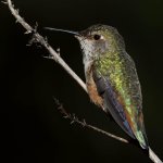 Hummer5.jpg
