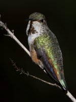Hummer7.jpg