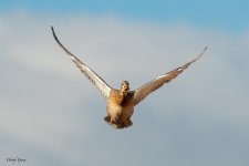 MallardFlight-22.jpg