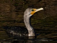Cormorant2.jpg