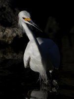 Egret3.jpg